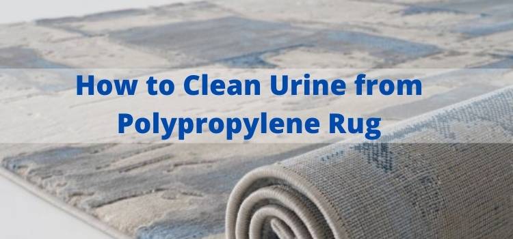 How to Clean Urine from Polypropylene Rug