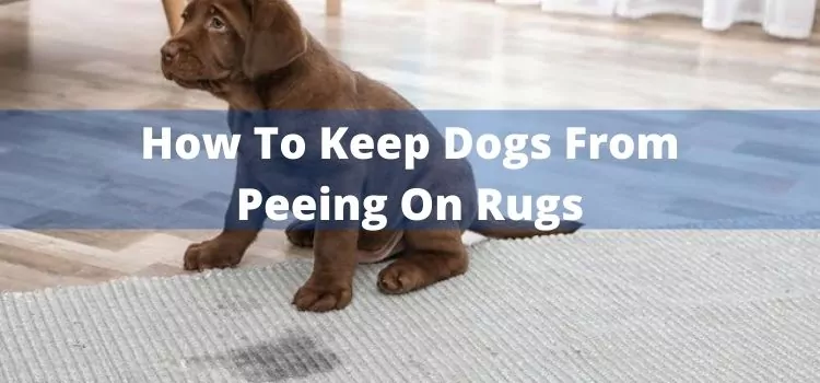 How To Keep Dogs From Peeing On Rugs