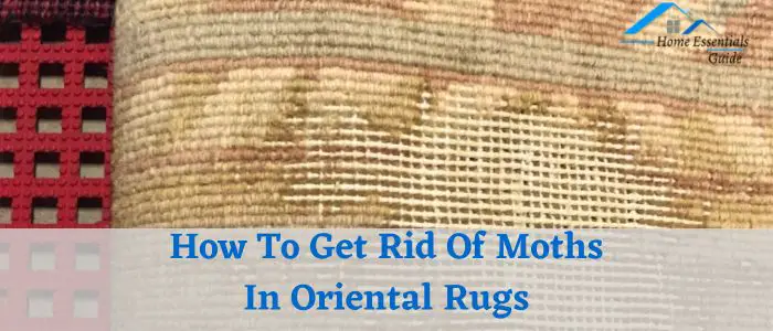 How To Get Rid Of Moths In Oriental Rugs: Proven Solutions